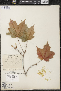 Acer nigrum image