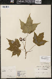 Acer nigrum image