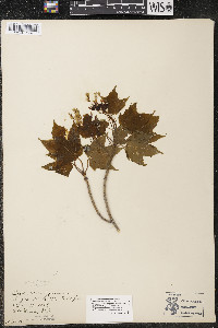 Acer nigrum image