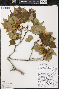 Acer nigrum image