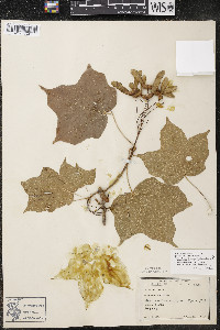 Acer nigrum image