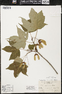 Acer nigrum image