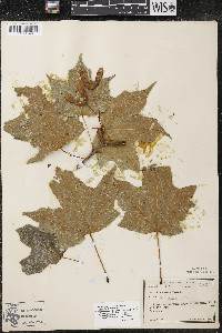 Acer nigrum image