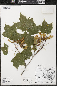 Acer nigrum image