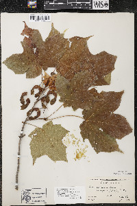 Acer nigrum image