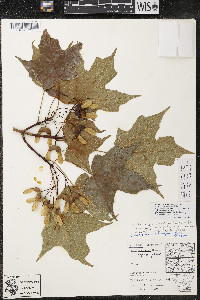 Acer nigrum image