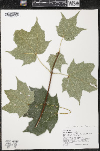 Acer nigrum image