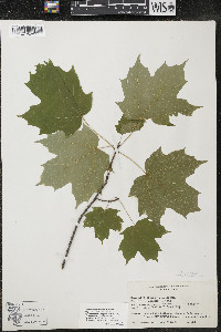 Acer nigrum image