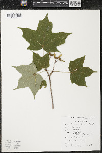 Acer nigrum image