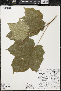 Acer nigrum image