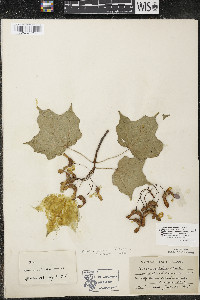 Acer nigrum image