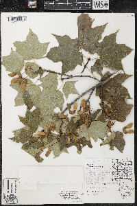 Acer nigrum image