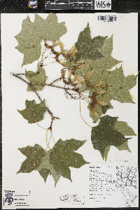 Acer nigrum image