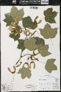 Acer nigrum image