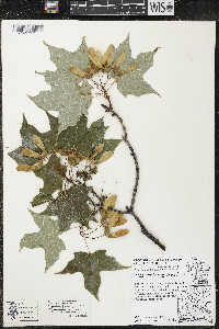 Acer nigrum image