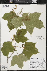 Acer nigrum image