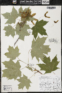 Acer nigrum image