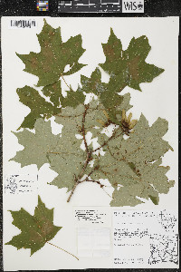 Acer nigrum image