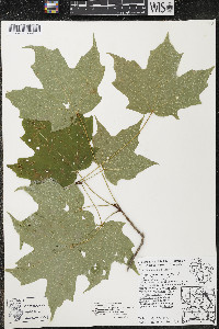 Acer nigrum image