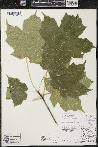 Acer nigrum image