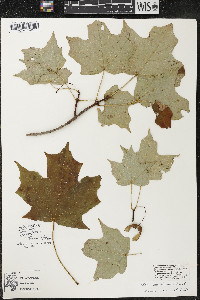 Acer nigrum image