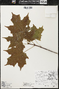 Acer nigrum image