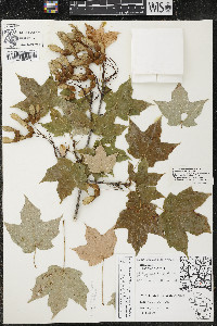 Acer nigrum image