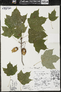 Acer nigrum image