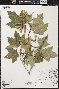 Acer nigrum image