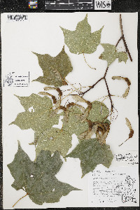 Acer nigrum image