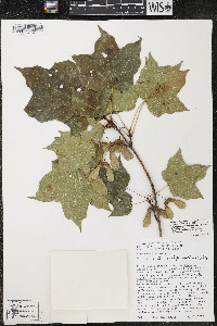 Acer nigrum image
