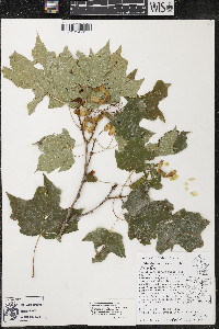 Acer nigrum image