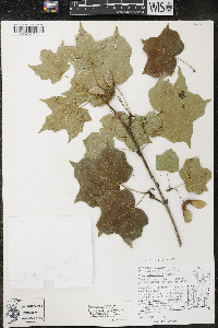 Acer nigrum image