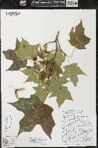 Acer nigrum image