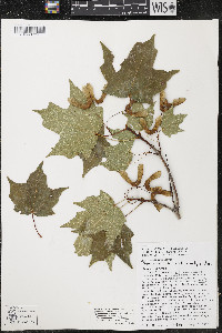 Acer nigrum image