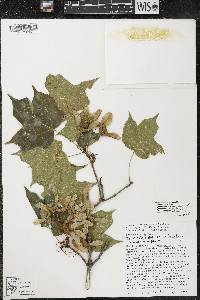 Acer nigrum image