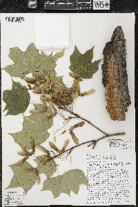 Acer nigrum image
