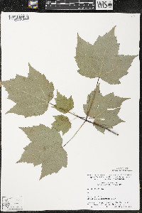 Acer rubrum var. rubrum image