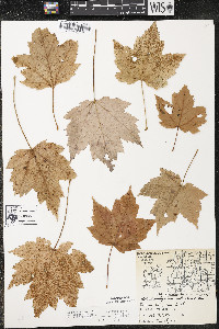 Acer rubrum var. rubrum image