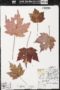 Acer rubrum var. rubrum image