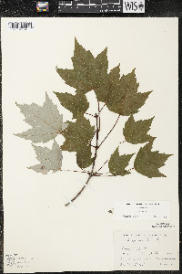 Acer rubrum var. rubrum image