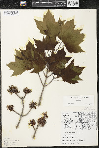 Acer rubrum var. rubrum image
