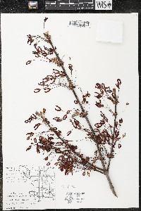 Acer rubrum var. rubrum image