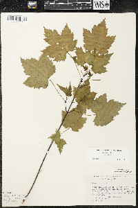 Acer rubrum var. rubrum image