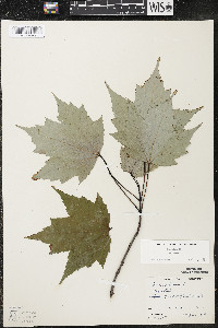 Acer rubrum var. rubrum image