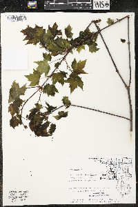 Acer rubrum var. rubrum image