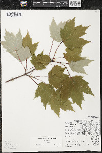 Acer rubrum var. rubrum image