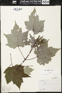 Acer rubrum var. rubrum image