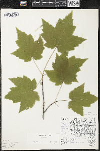 Acer rubrum var. rubrum image
