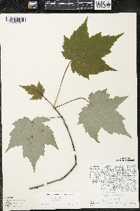 Acer rubrum var. rubrum image